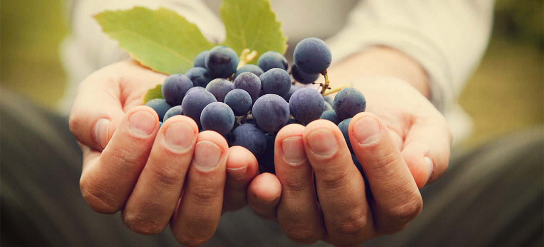 Protezione biologica in viticoltura: una risposta alla riduzione dell'uso di prodotti fitosanitari.