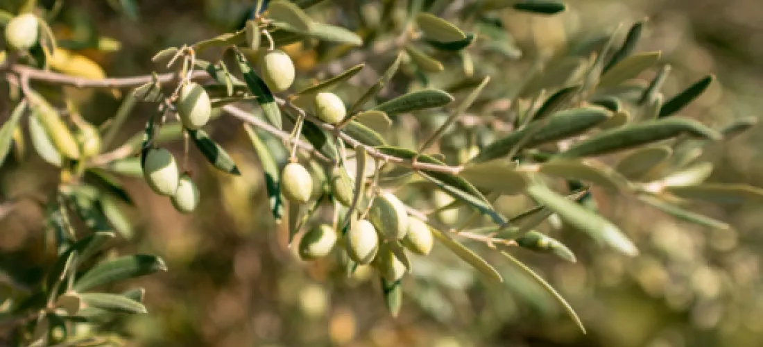 imagem de azeitonas num ramo de oliveira ainda na árvore