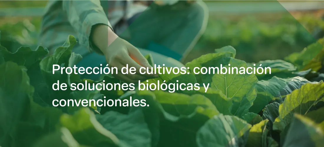 Protección de cultivos: combinación de soluciones biológicas y convencionales.