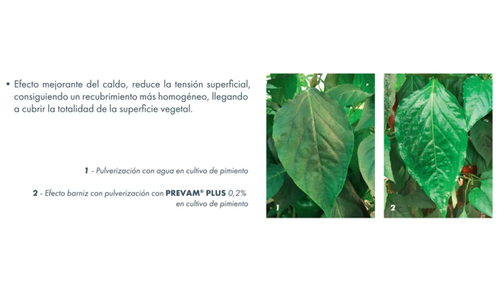 Prevam Plus